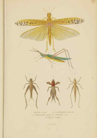 Reproducción/Reproduction 9368483039: Dictionnaire classique des sciences naturelles :. Brussels :Meline, Cans et Ce.,1853.