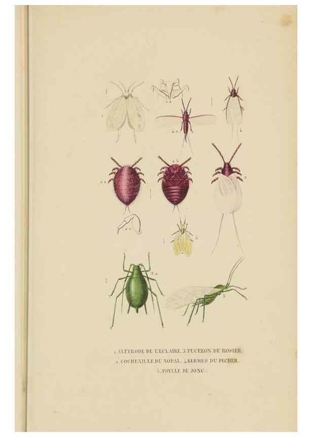 Reproducción/Reproduction 9371263564: Dictionnaire classique des sciences naturelles :. Brussels :Meline, Cans et Ce.,1853.