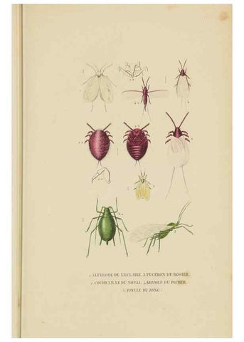 Reproducción/Reproduction 9371263564: Dictionnaire classique des sciences naturelles :. Brussels :Meline, Cans et Ce.,1853.