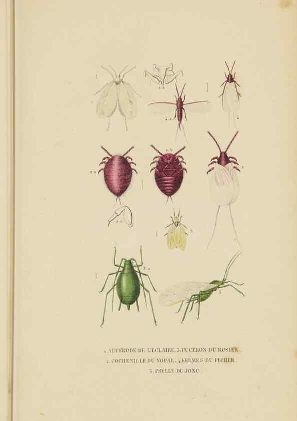 Reproducción/Reproduction 9371263564: Dictionnaire classique des sciences naturelles :. Brussels :Meline, Cans et Ce.,1853.