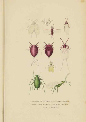 Reproducción/Reproduction 9371263564: Dictionnaire classique des sciences naturelles :. Brussels :Meline, Cans et Ce.,1853.