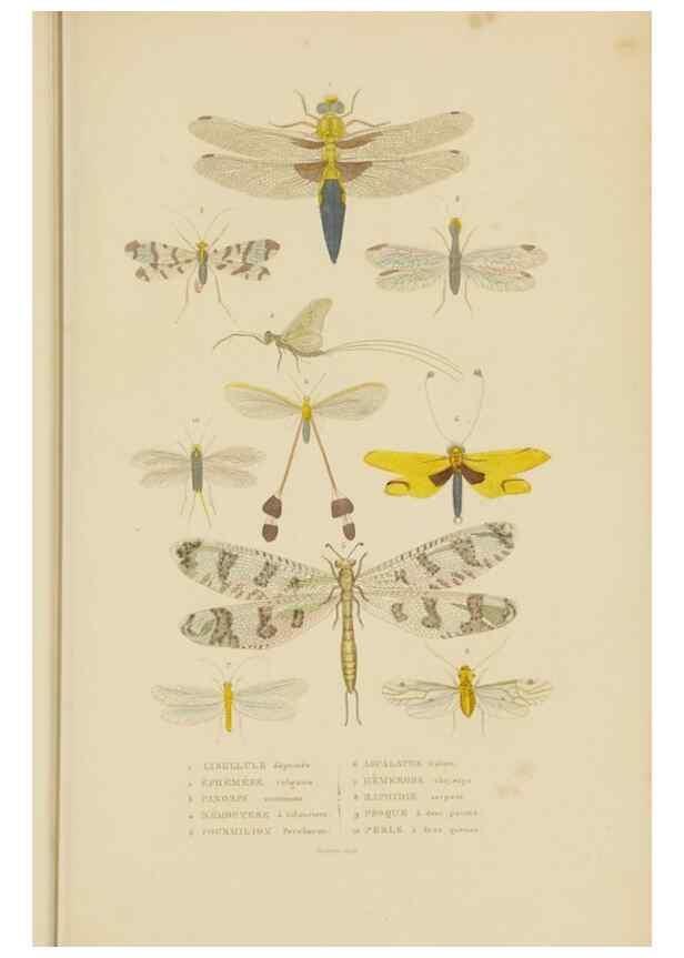 Reproducción/Reproduction 9371264434: Dictionnaire classique des sciences naturelles :. Brussels :Meline, Cans et Ce.,1853.