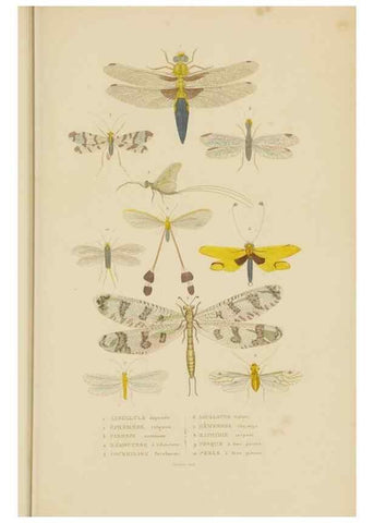 Reproducción/Reproduction 9371264434: Dictionnaire classique des sciences naturelles :. Brussels :Meline, Cans et Ce.,1853.