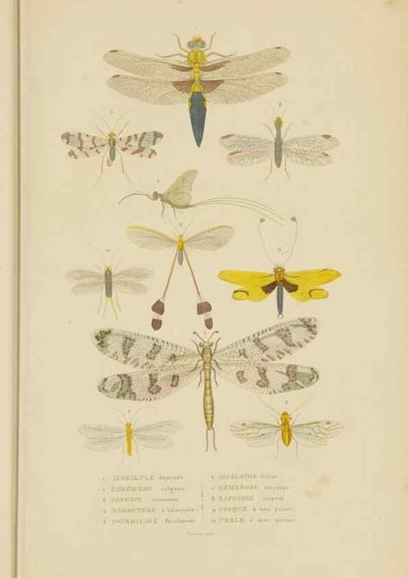 Reproducción/Reproduction 9371264434: Dictionnaire classique des sciences naturelles :. Brussels :Meline, Cans et Ce.,1853.