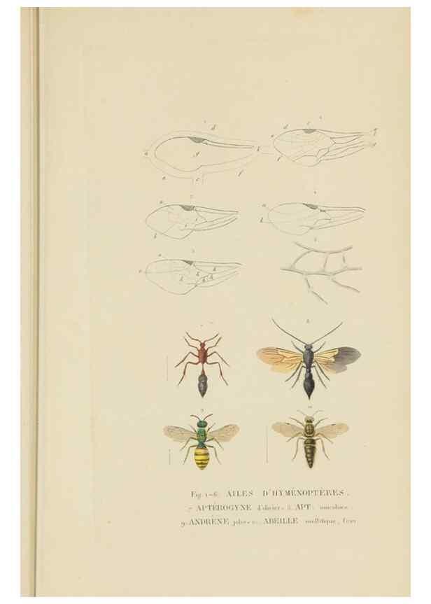Reproducción/Reproduction 9368486315: Dictionnaire classique des sciences naturelles :. Brussels :Meline, Cans et Ce.,1853.