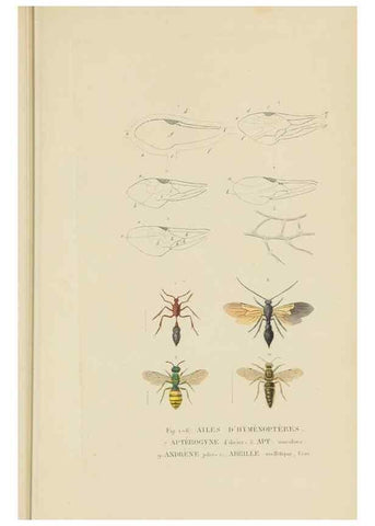 Reproducción/Reproduction 9368486315: Dictionnaire classique des sciences naturelles :. Brussels :Meline, Cans et Ce.,1853.