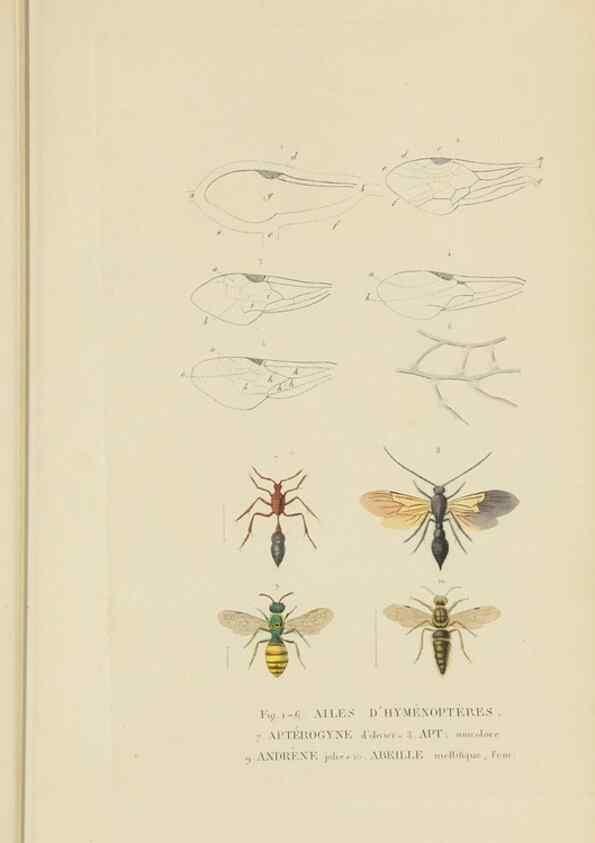 Reproducción/Reproduction 9368486315: Dictionnaire classique des sciences naturelles :. Brussels :Meline, Cans et Ce.,1853.