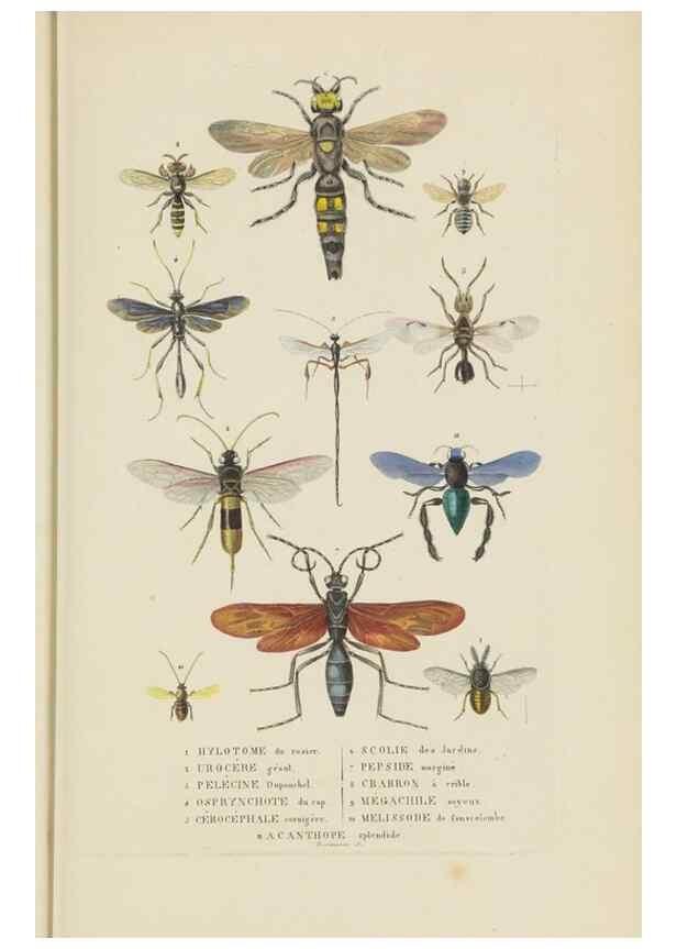 Reproducción/Reproduction 9371265988: Dictionnaire classique des sciences naturelles :. Brussels :Meline, Cans et Ce.,1853.