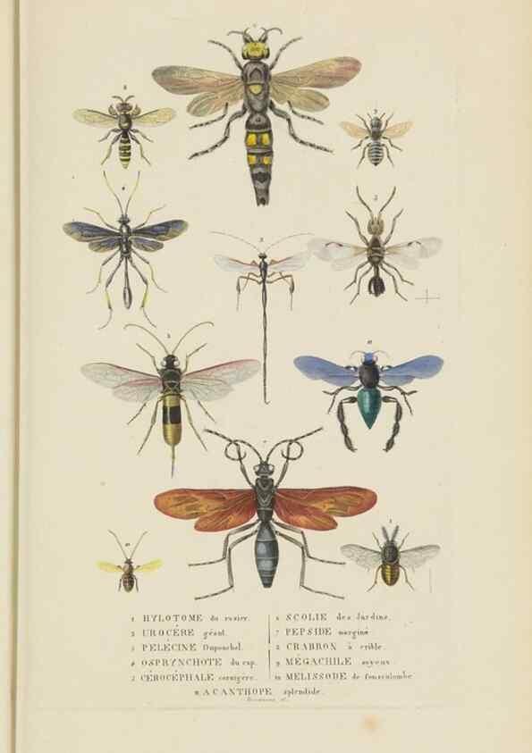 Reproducción/Reproduction 9371265988: Dictionnaire classique des sciences naturelles :. Brussels :Meline, Cans et Ce.,1853.