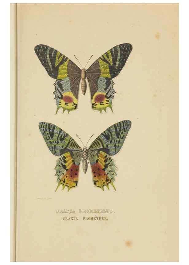 Reproducción/Reproduction 9371266898: Dictionnaire classique des sciences naturelles :. Brussels :Meline, Cans et Ce.,1853.