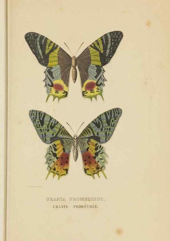 Reproducción/Reproduction 9371266898: Dictionnaire classique des sciences naturelles :. Brussels :Meline, Cans et Ce.,1853.