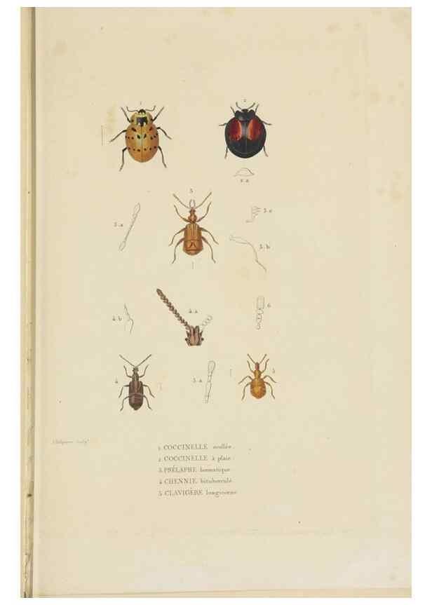Reproducción/Reproduction 9368481455: Dictionnaire classique des sciences naturelles :. Brussels :Meline, Cans et Ce.,1853.