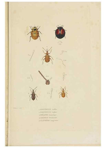 Reproducción/Reproduction 9368481455: Dictionnaire classique des sciences naturelles :. Brussels :Meline, Cans et Ce.,1853.