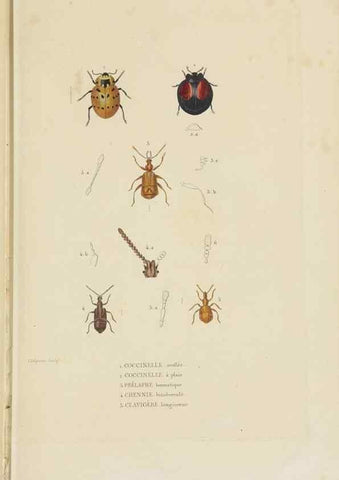 Reproducción/Reproduction 9368481455: Dictionnaire classique des sciences naturelles :. Brussels :Meline, Cans et Ce.,1853.