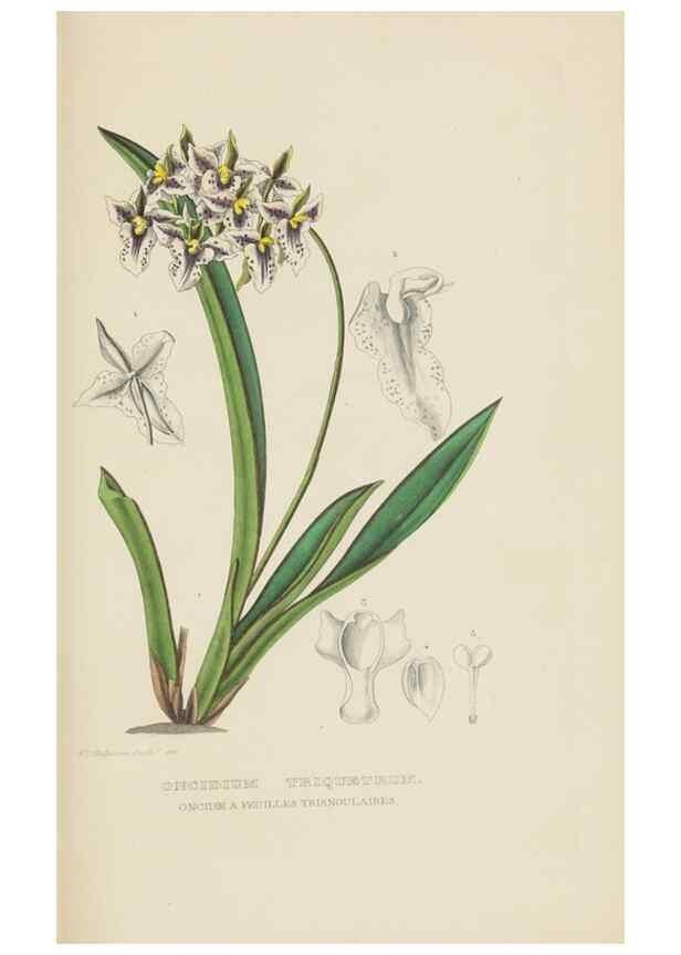 Reproducción/Reproduction 9371325126: Dictionnaire classique des sciences naturelles :. Brussels :Meline, Cans et Ce.,1853.