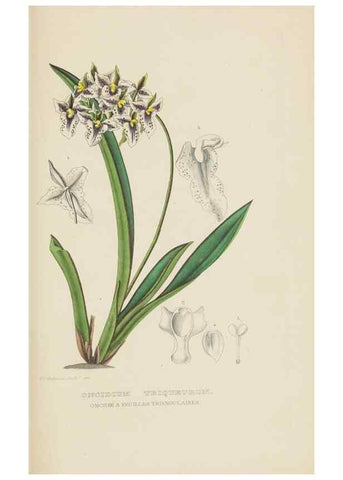 Reproducción/Reproduction 9371325126: Dictionnaire classique des sciences naturelles :. Brussels :Meline, Cans et Ce.,1853.