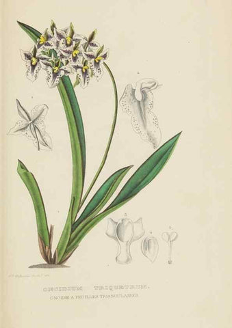 Reproducción/Reproduction 9371325126: Dictionnaire classique des sciences naturelles :. Brussels :Meline, Cans et Ce.,1853.