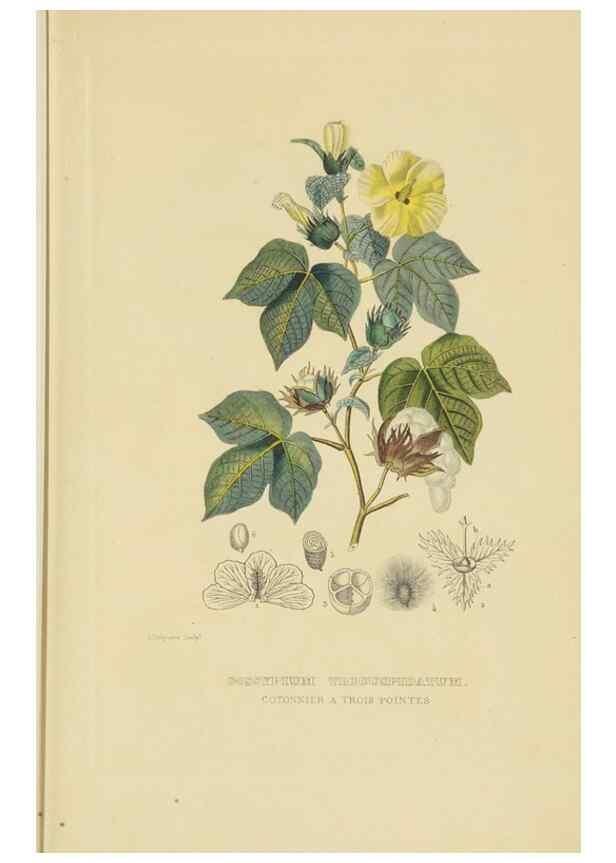 Reproducción/Reproduction 9371287106: Dictionnaire classique des sciences naturelles :. Brussels :Meline, Cans et Ce.,1853.