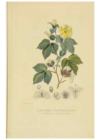 Reproducción/Reproduction 9371287106: Dictionnaire classique des sciences naturelles :. Brussels :Meline, Cans et Ce.,1853.