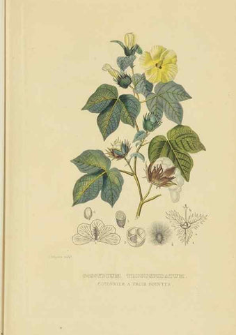 Reproducción/Reproduction 9371287106: Dictionnaire classique des sciences naturelles :. Brussels :Meline, Cans et Ce.,1853.