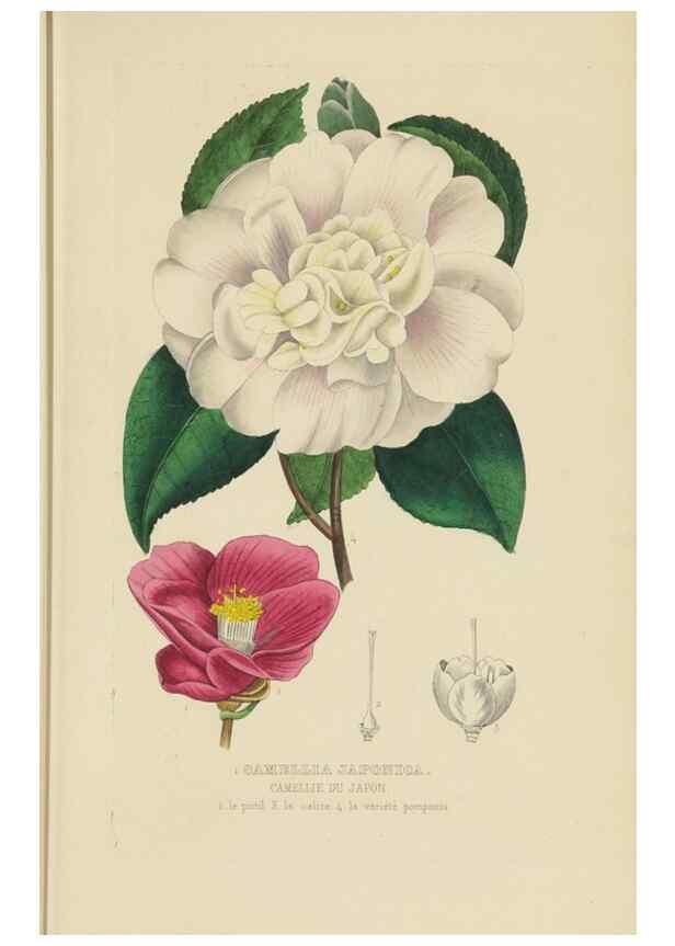 Reproducción/Reproduction 9371289018: Dictionnaire classique des sciences naturelles :. Brussels :Meline, Cans et Ce.,1853.