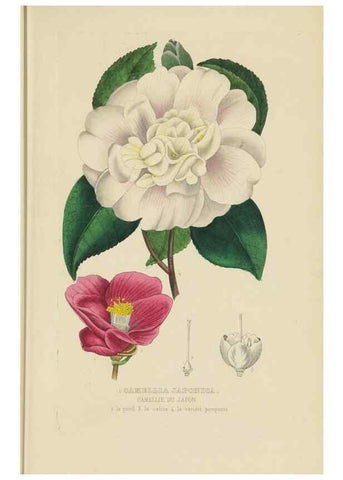 Reproducción/Reproduction 9371289018: Dictionnaire classique des sciences naturelles :. Brussels :Meline, Cans et Ce.,1853.