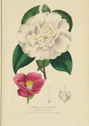Reproducción/Reproduction 9371289018: Dictionnaire classique des sciences naturelles :. Brussels :Meline, Cans et Ce.,1853.