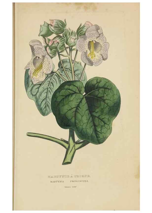 Reproducción/Reproduction 9368530567: Dictionnaire classique des sciences naturelles :. Brussels :Meline, Cans et Ce.,1853.