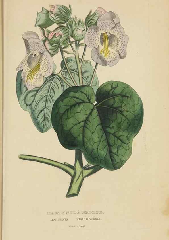 Reproducción/Reproduction 9368530567: Dictionnaire classique des sciences naturelles :. Brussels :Meline, Cans et Ce.,1853.