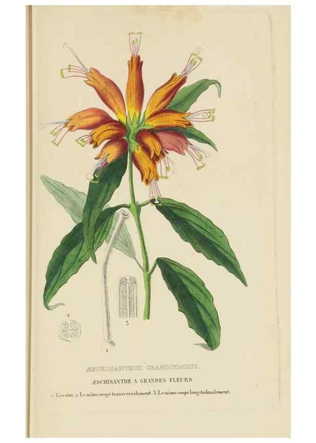 Reproducción/Reproduction 9371310324: Dictionnaire classique des sciences naturelles :. Brussels :Meline, Cans et Ce.,1853.