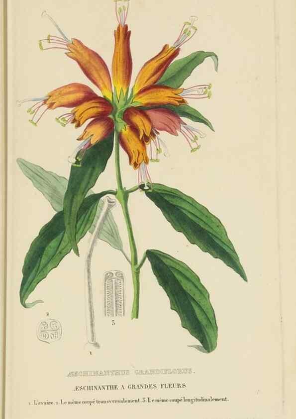 Reproducción/Reproduction 9371310324: Dictionnaire classique des sciences naturelles :. Brussels :Meline, Cans et Ce.,1853.