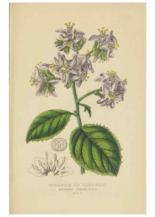 Reproducción/Reproduction 9368532821: Dictionnaire classique des sciences naturelles :. Brussels :Meline, Cans et Ce.,1853.