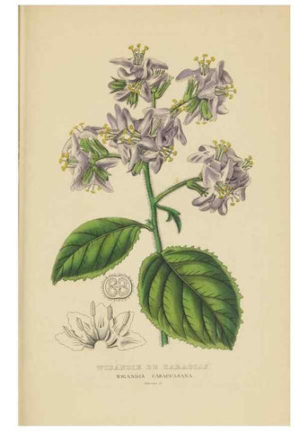 Reproducción/Reproduction 9368532821: Dictionnaire classique des sciences naturelles :. Brussels :Meline, Cans et Ce.,1853.