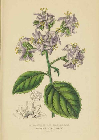 Reproducción/Reproduction 9368532821: Dictionnaire classique des sciences naturelles :. Brussels :Meline, Cans et Ce.,1853.