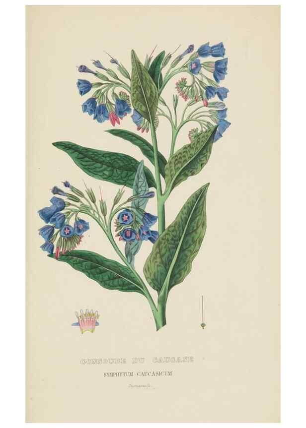 Reproducción/Reproduction 9368533789: Dictionnaire classique des sciences naturelles :. Brussels :Meline, Cans et Ce.,1853.