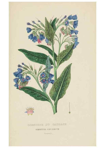 Reproducción/Reproduction 9368533789: Dictionnaire classique des sciences naturelles :. Brussels :Meline, Cans et Ce.,1853.