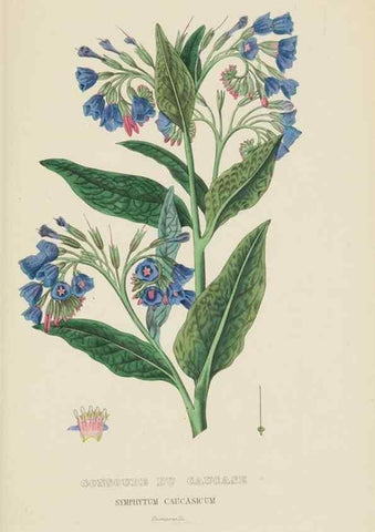 Reproducción/Reproduction 9368533789: Dictionnaire classique des sciences naturelles :. Brussels :Meline, Cans et Ce.,1853.