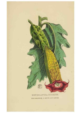 Reproducción/Reproduction 9371313472: Dictionnaire classique des sciences naturelles :. Brussels :Meline, Cans et Ce.,1853.
