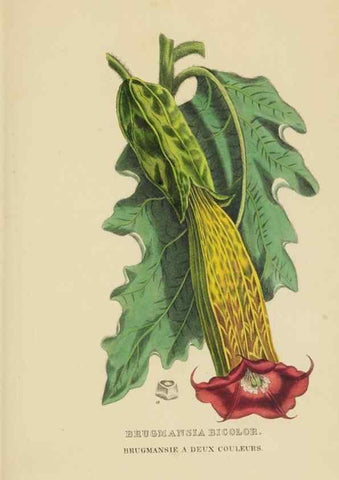 Reproducción/Reproduction 9371313472: Dictionnaire classique des sciences naturelles :. Brussels :Meline, Cans et Ce.,1853.