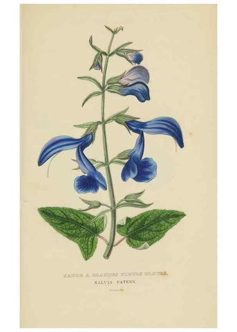 Reproducción/Reproduction 9371314932: Dictionnaire classique des sciences naturelles :. Brussels :Meline, Cans et Ce.,1853.