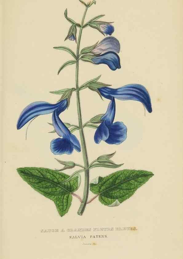 Reproducción/Reproduction 9371314932: Dictionnaire classique des sciences naturelles :. Brussels :Meline, Cans et Ce.,1853.