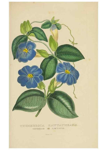 Reproducción/Reproduction 9371315848: Dictionnaire classique des sciences naturelles :. Brussels :Meline, Cans et Ce.,1853.