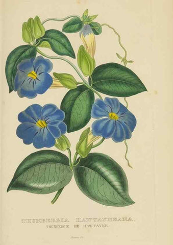 Reproducción/Reproduction 9371315848: Dictionnaire classique des sciences naturelles :. Brussels :Meline, Cans et Ce.,1853.