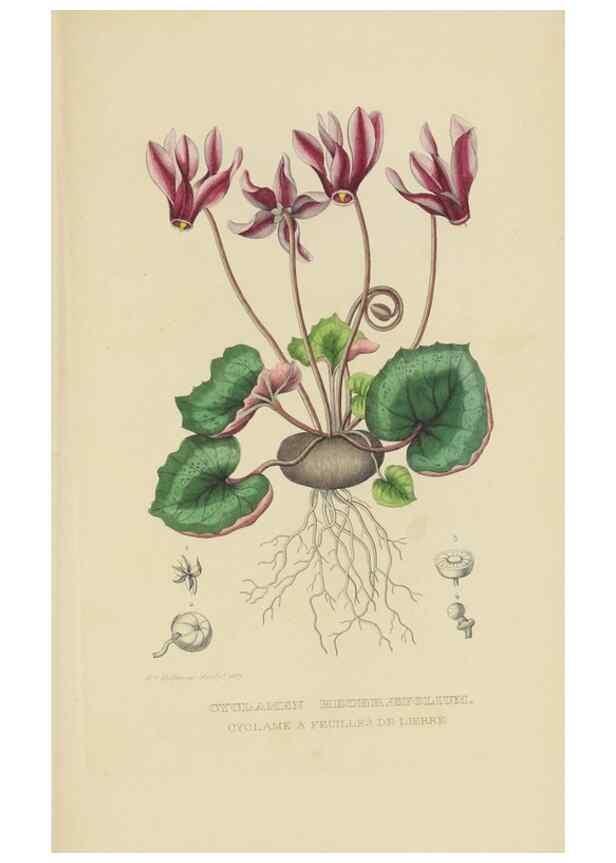 Reproducción/Reproduction 9368537949: Dictionnaire classique des sciences naturelles :. Brussels :Meline, Cans et Ce.,1853.