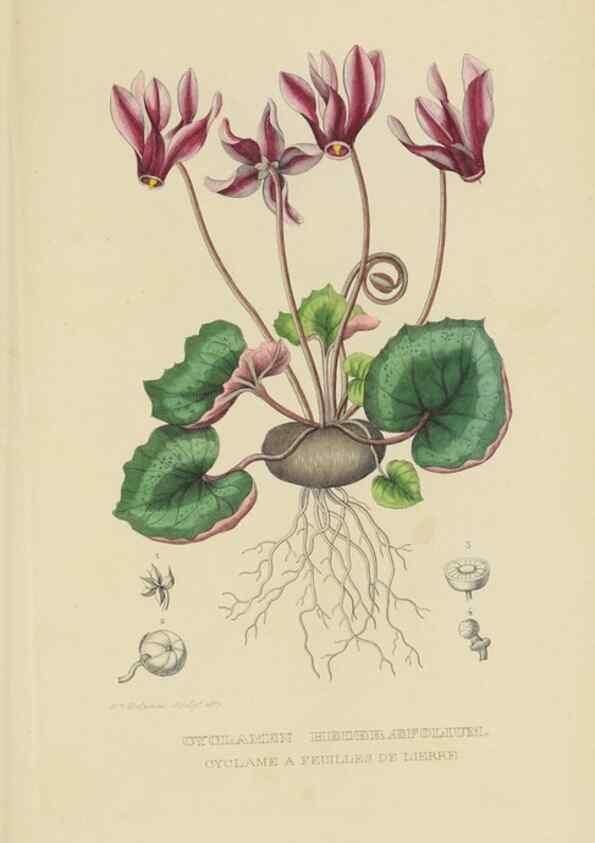 Reproducción/Reproduction 9368537949: Dictionnaire classique des sciences naturelles :. Brussels :Meline, Cans et Ce.,1853.
