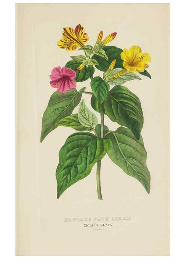 Reproducción/Reproduction 9368539001: Dictionnaire classique des sciences naturelles :. Brussels :Meline, Cans et Ce.,1853.