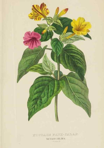 Reproducción/Reproduction 9368539001: Dictionnaire classique des sciences naturelles :. Brussels :Meline, Cans et Ce.,1853.