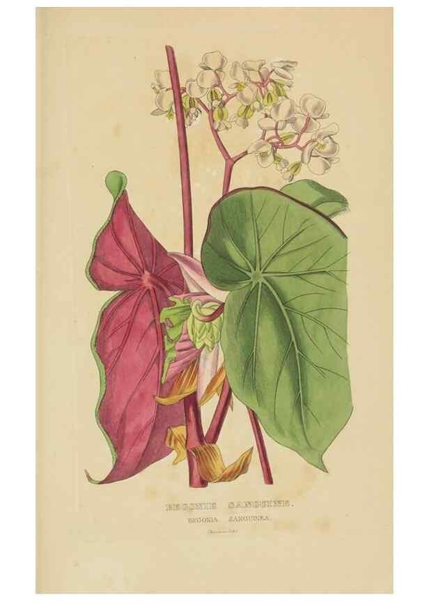 Reproducción/Reproduction 9371318564: Dictionnaire classique des sciences naturelles :. Brussels :Meline, Cans et Ce.,1853.