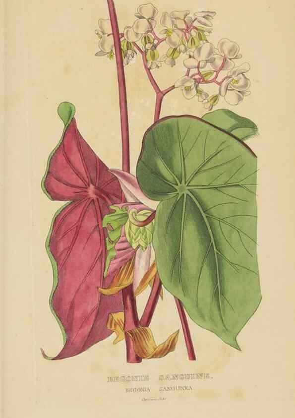 Reproducción/Reproduction 9371318564: Dictionnaire classique des sciences naturelles :. Brussels :Meline, Cans et Ce.,1853.