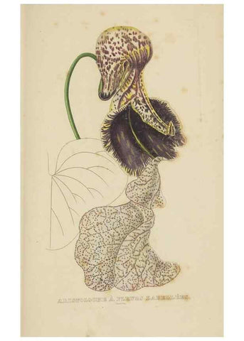 Reproducción/Reproduction 9371319550: Dictionnaire classique des sciences naturelles :. Brussels :Meline, Cans et Ce.,1853.